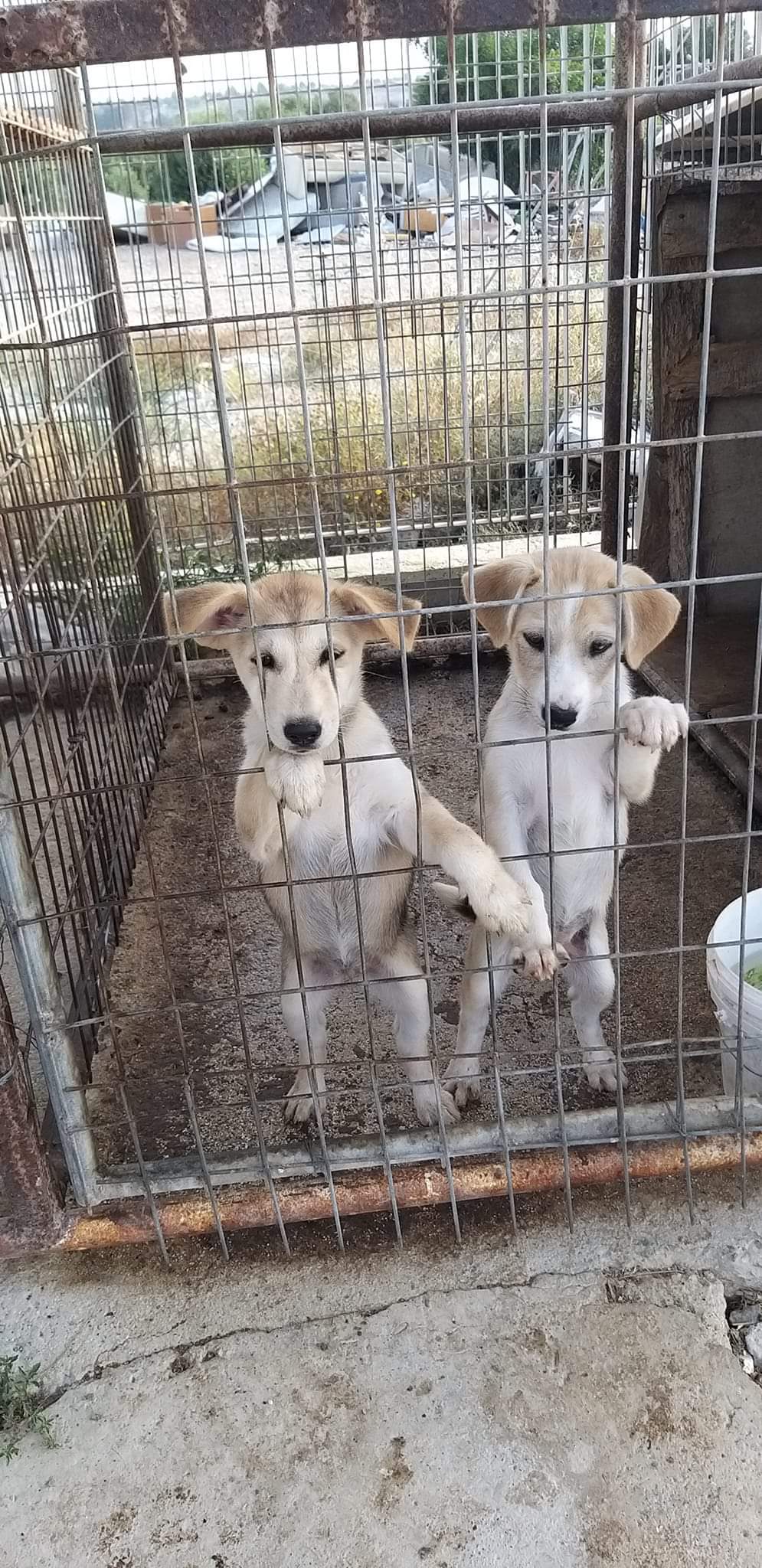 FB_IMG_1685869709942