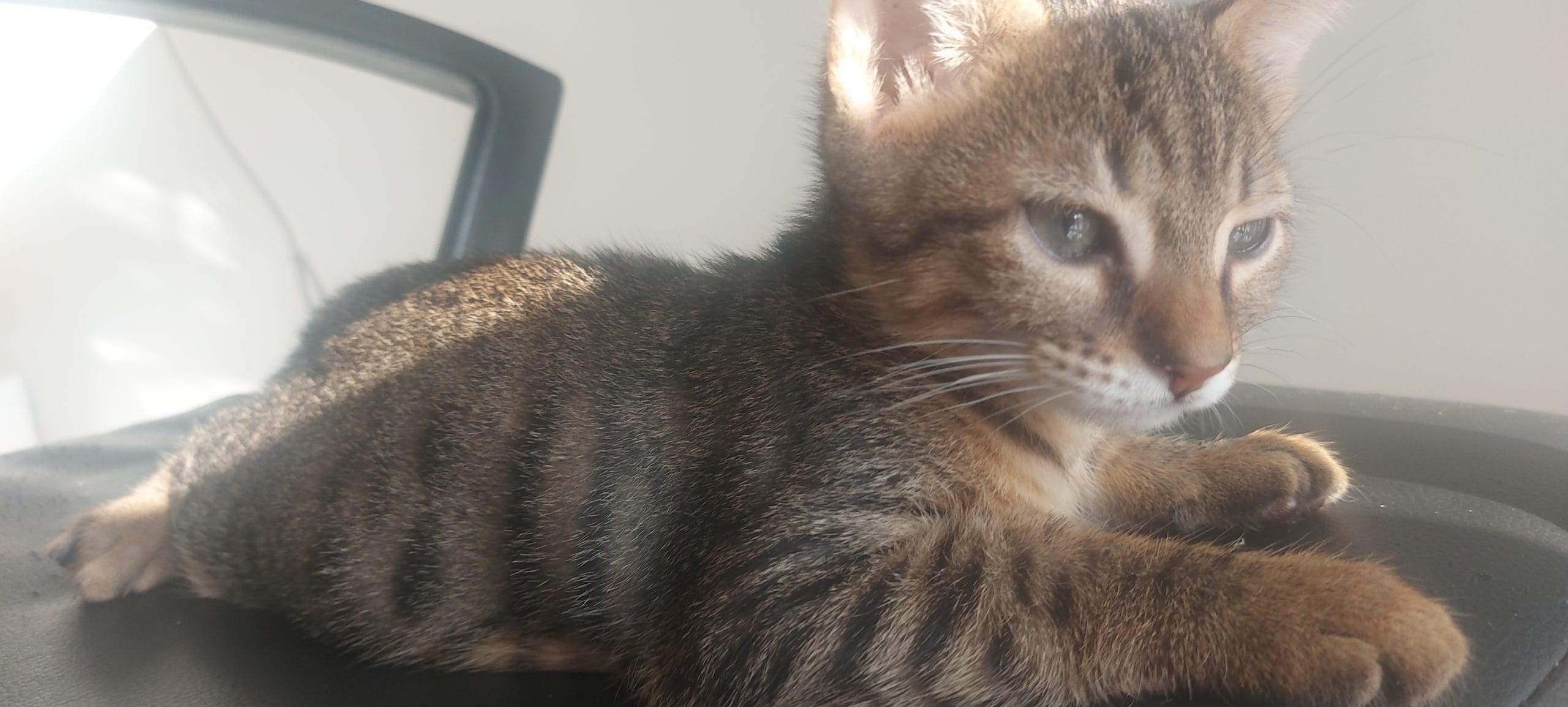 inbound7495155882528596346