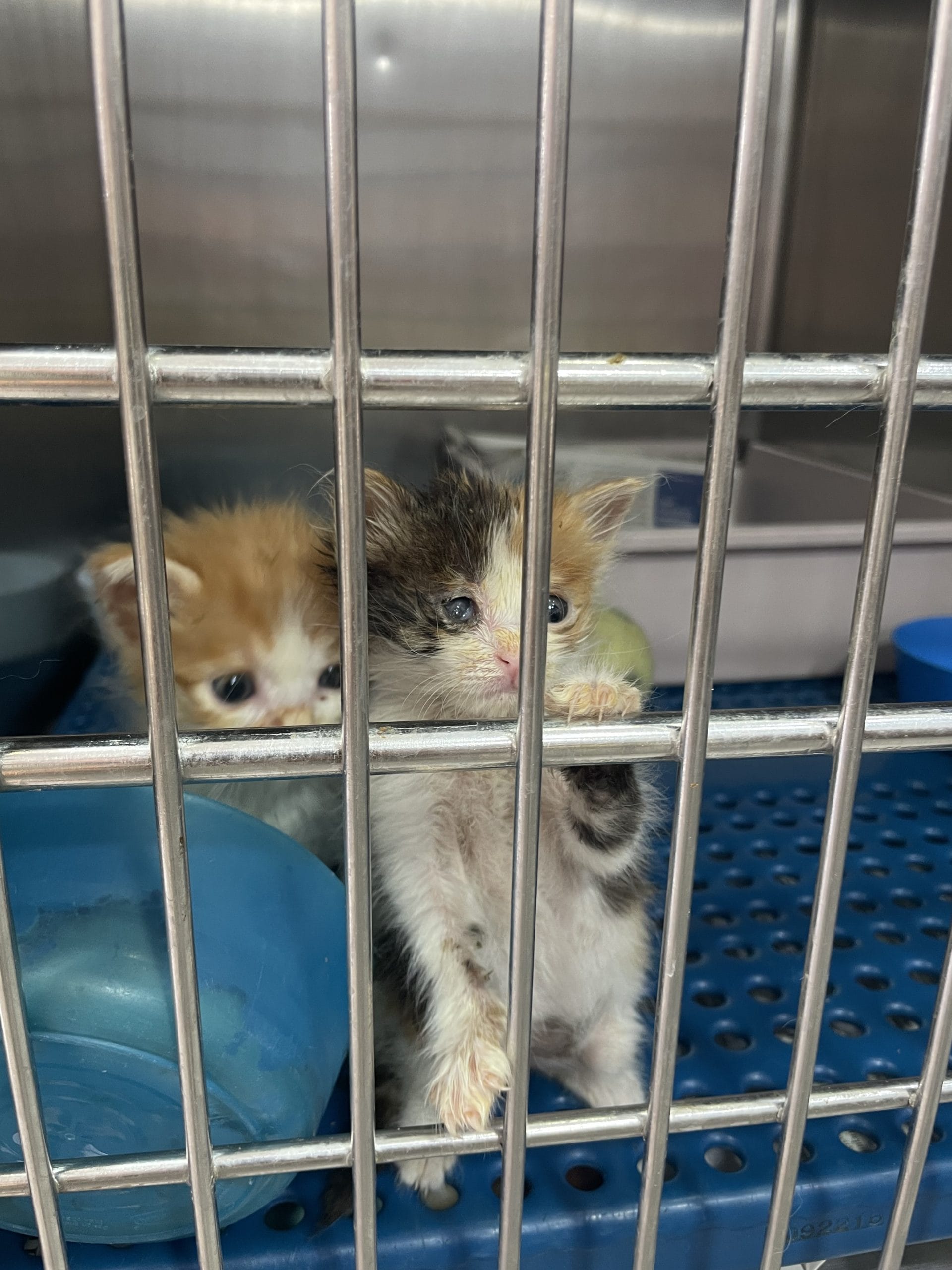 370AC09A-7E67-43E5-8D55-8143E2E2277D