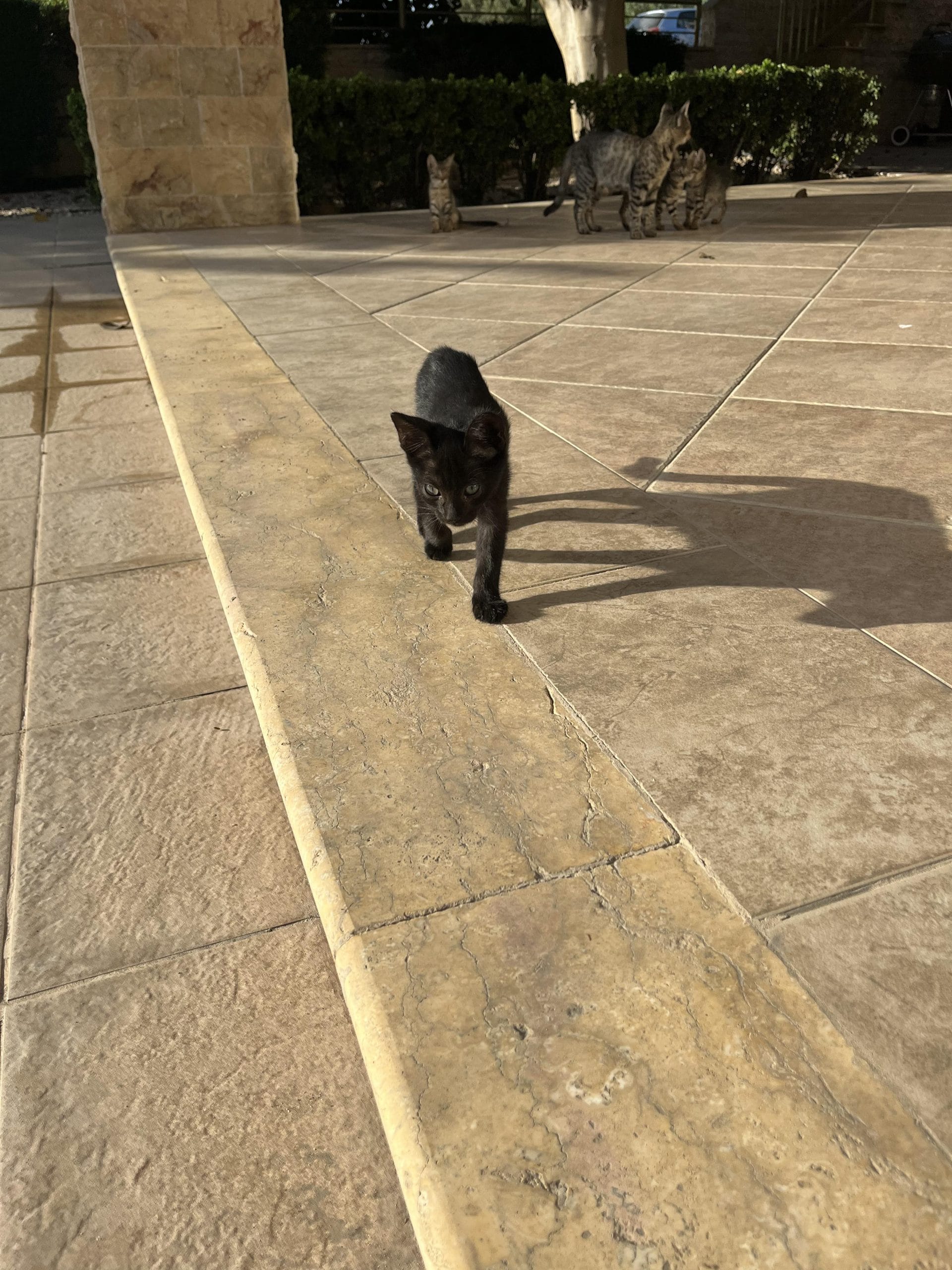 received_1337897583479826