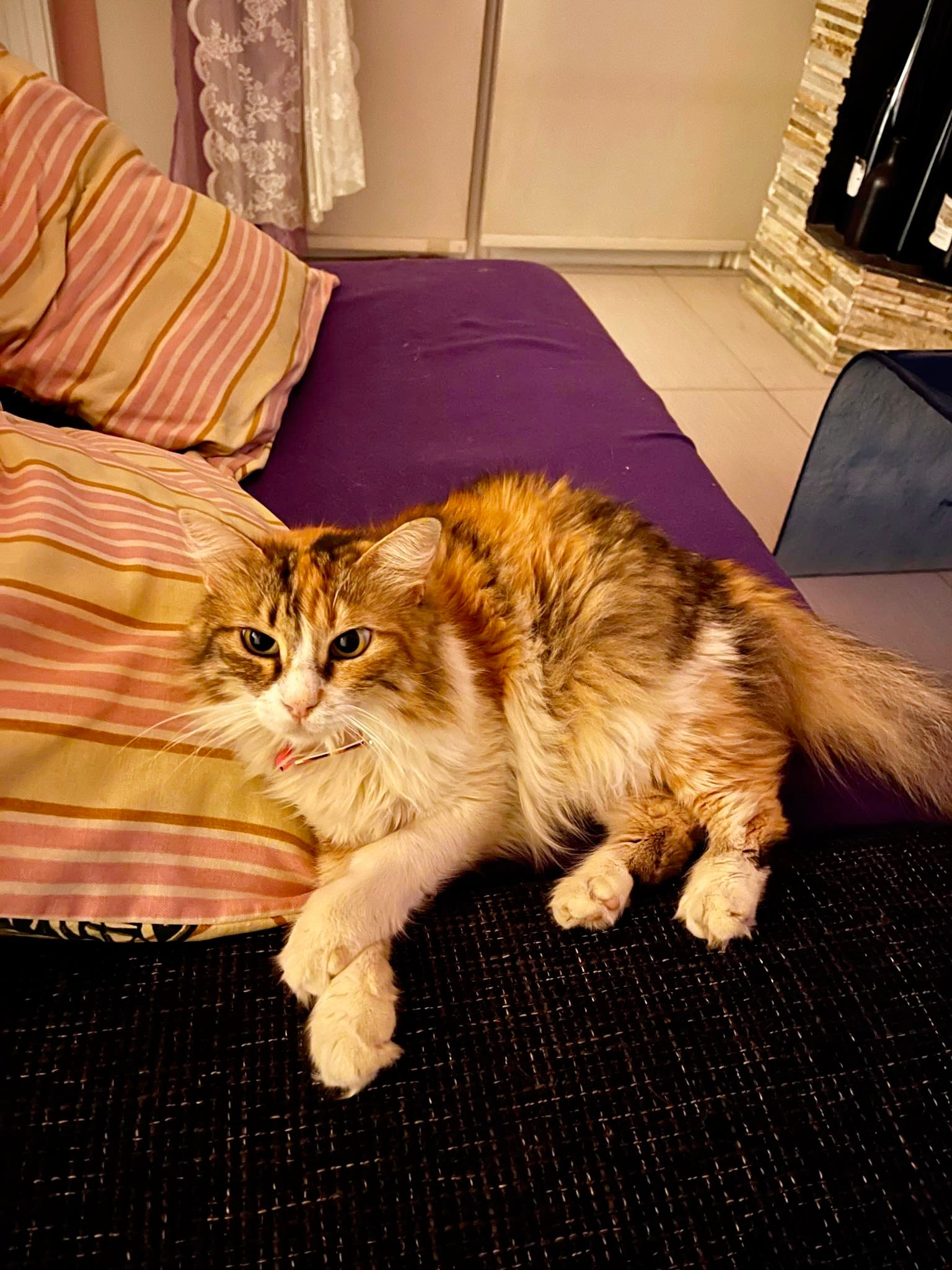 inbound6445408895890230105