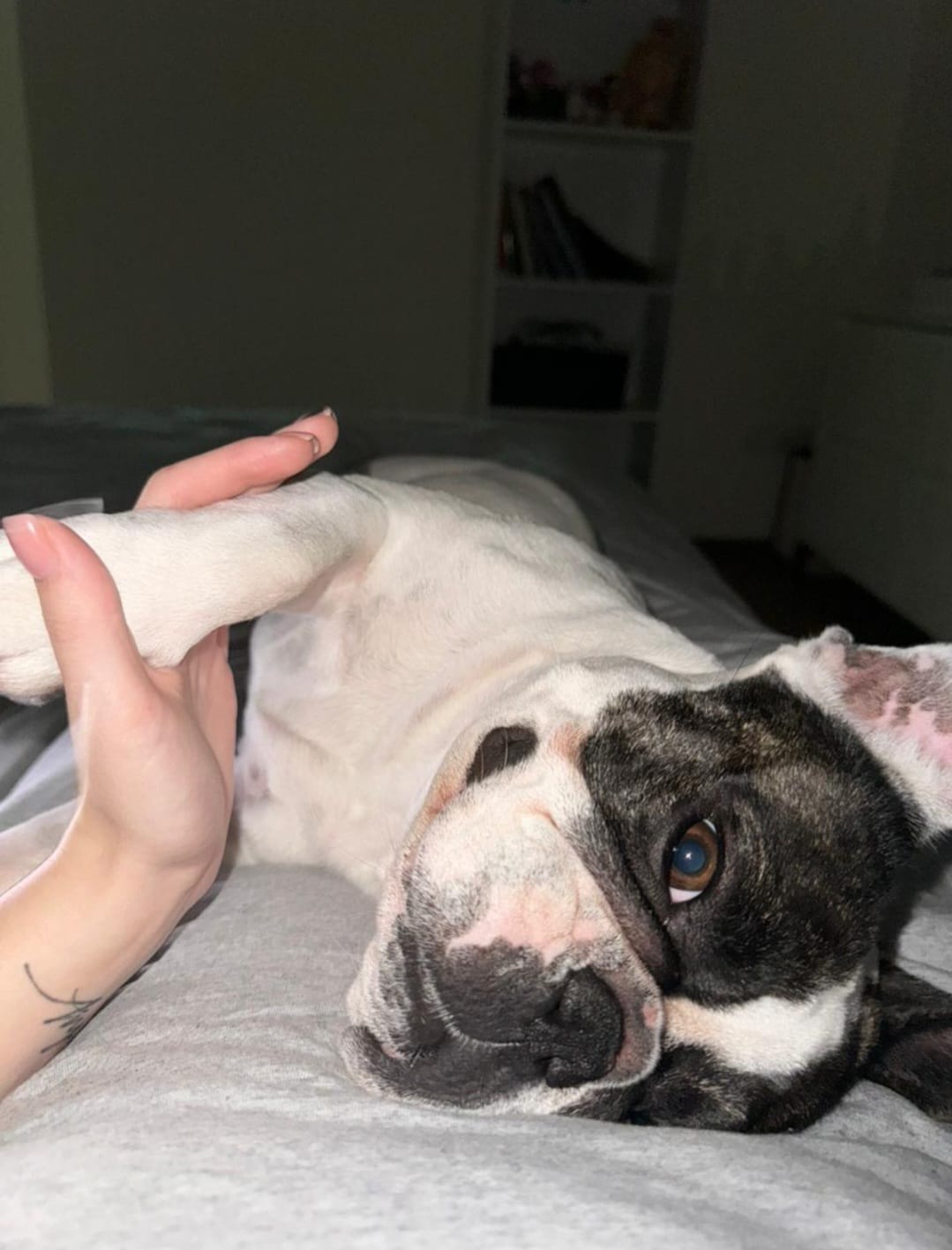 Screenshot_20231121_203516_WhatsAppBusiness