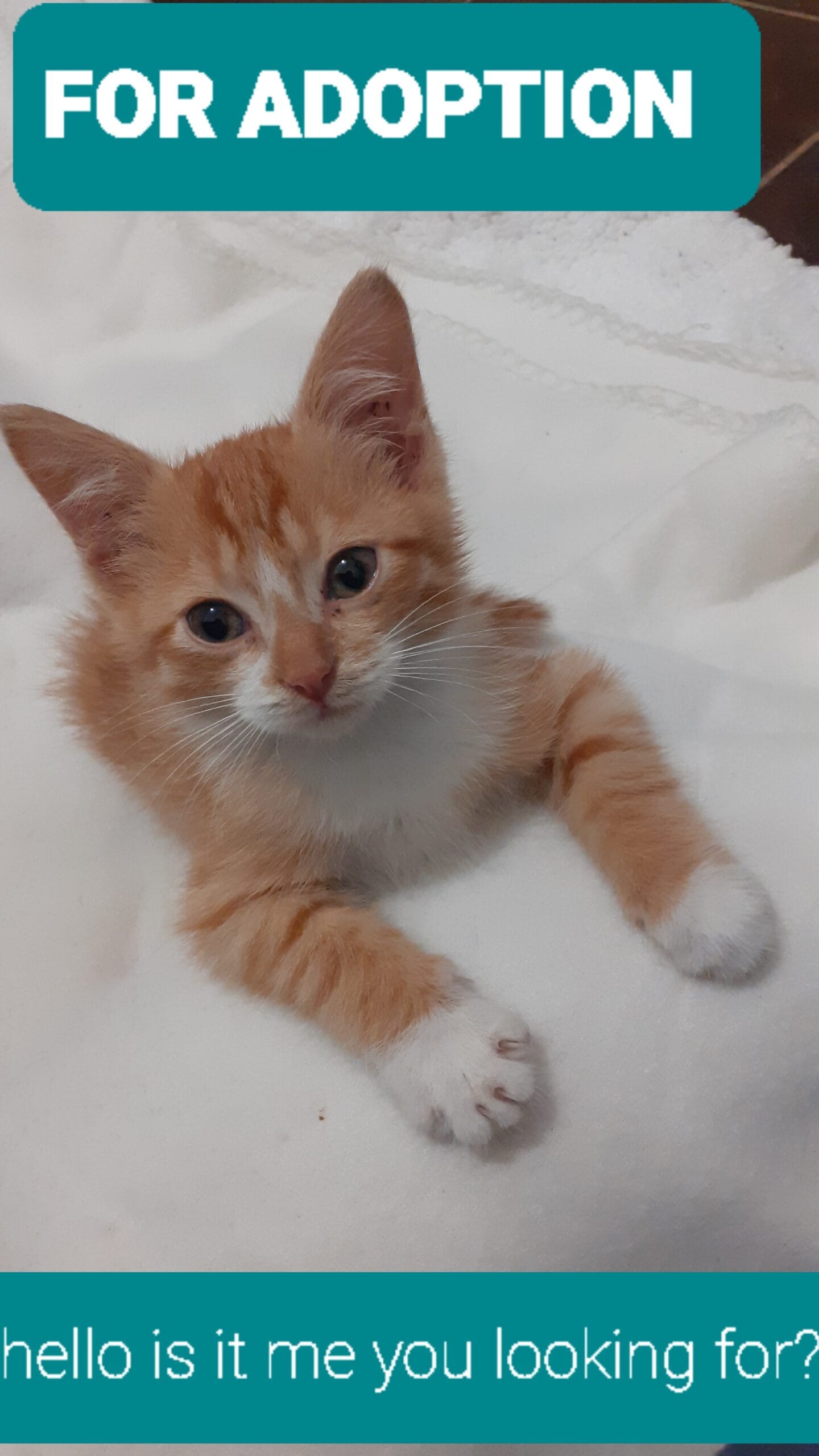 inbound1402277177011757066