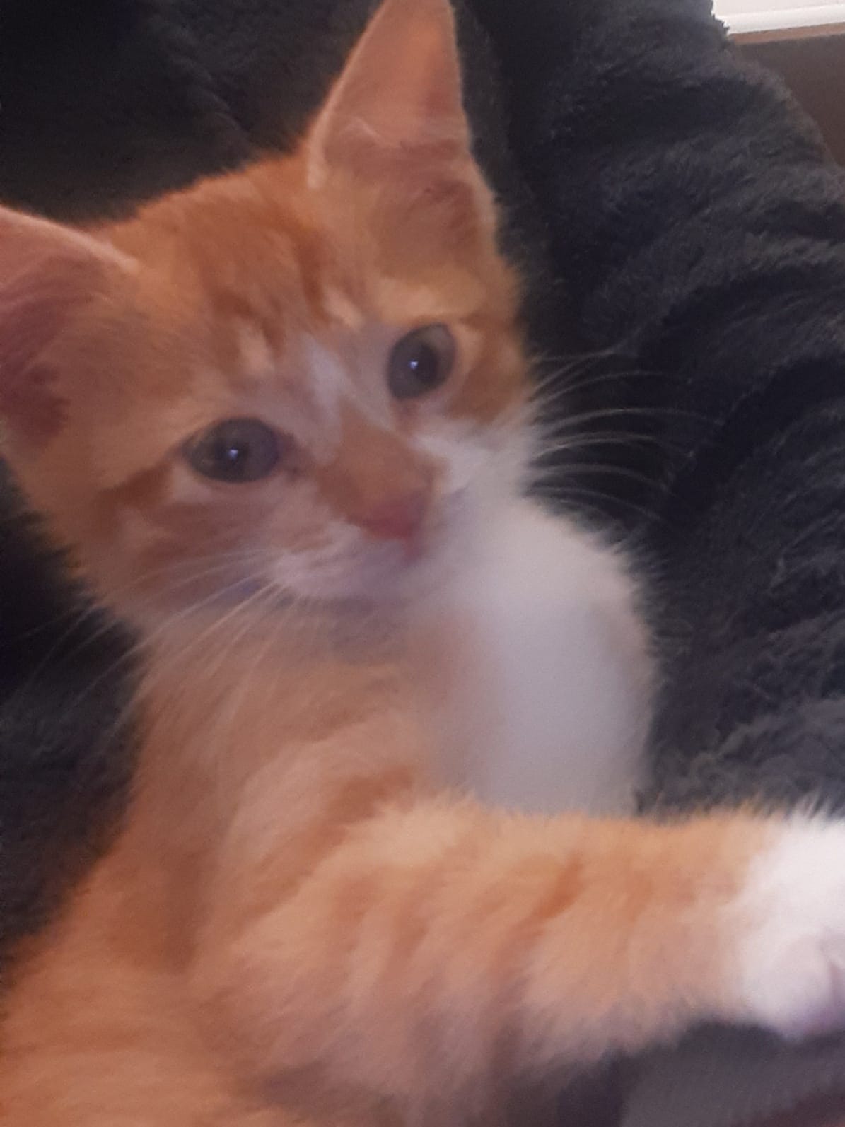 inbound3474839517040435802