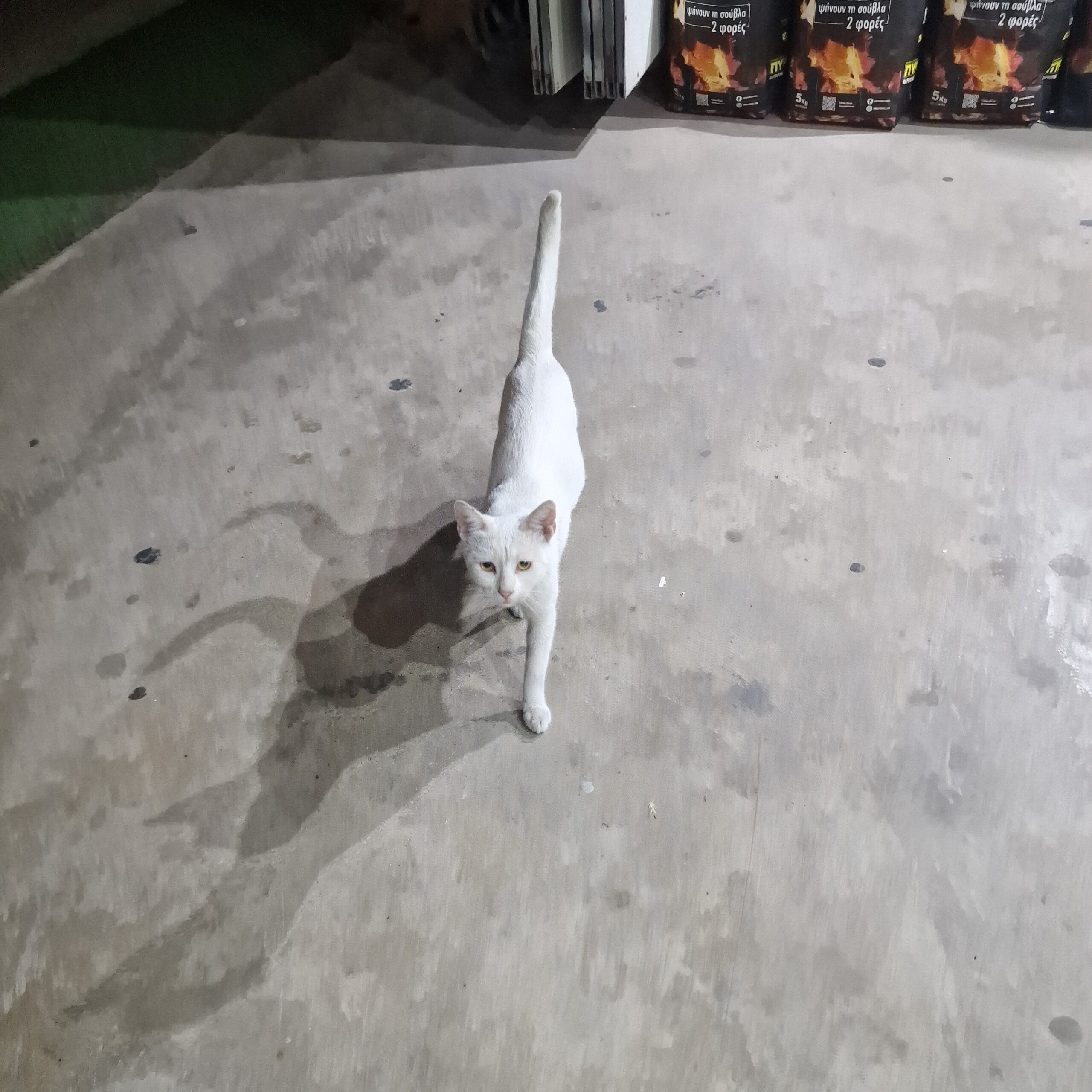 inbound6655676235964370391