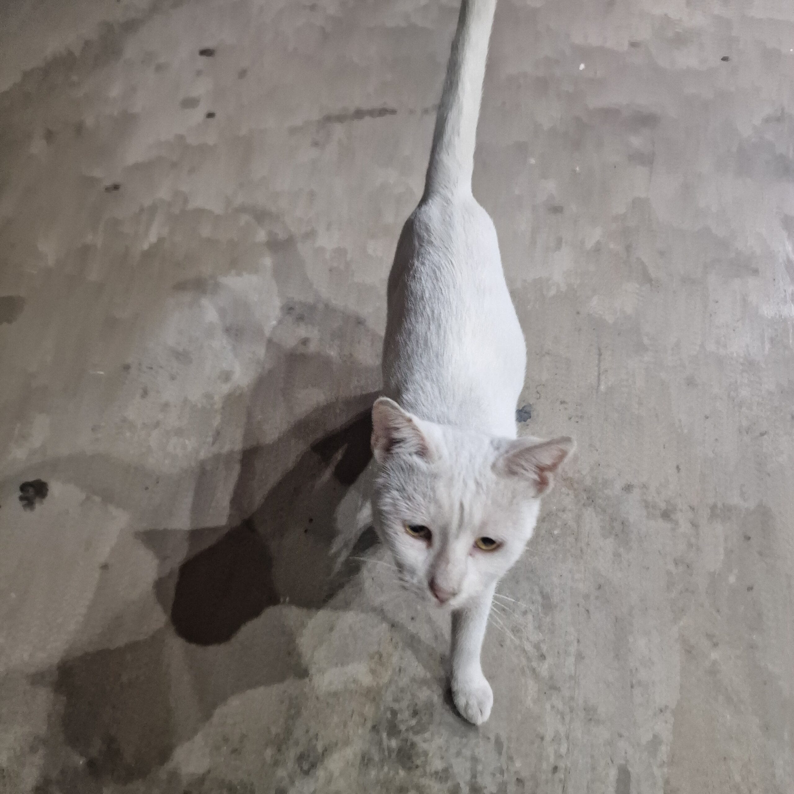 inbound7499350500824794633