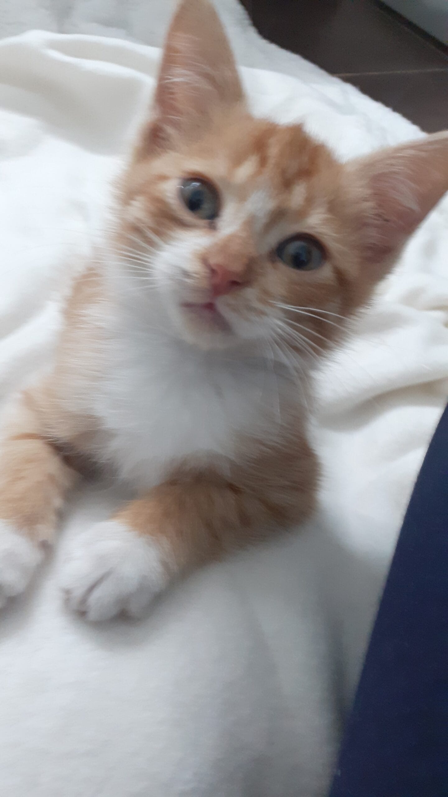 inbound7912411437571764638