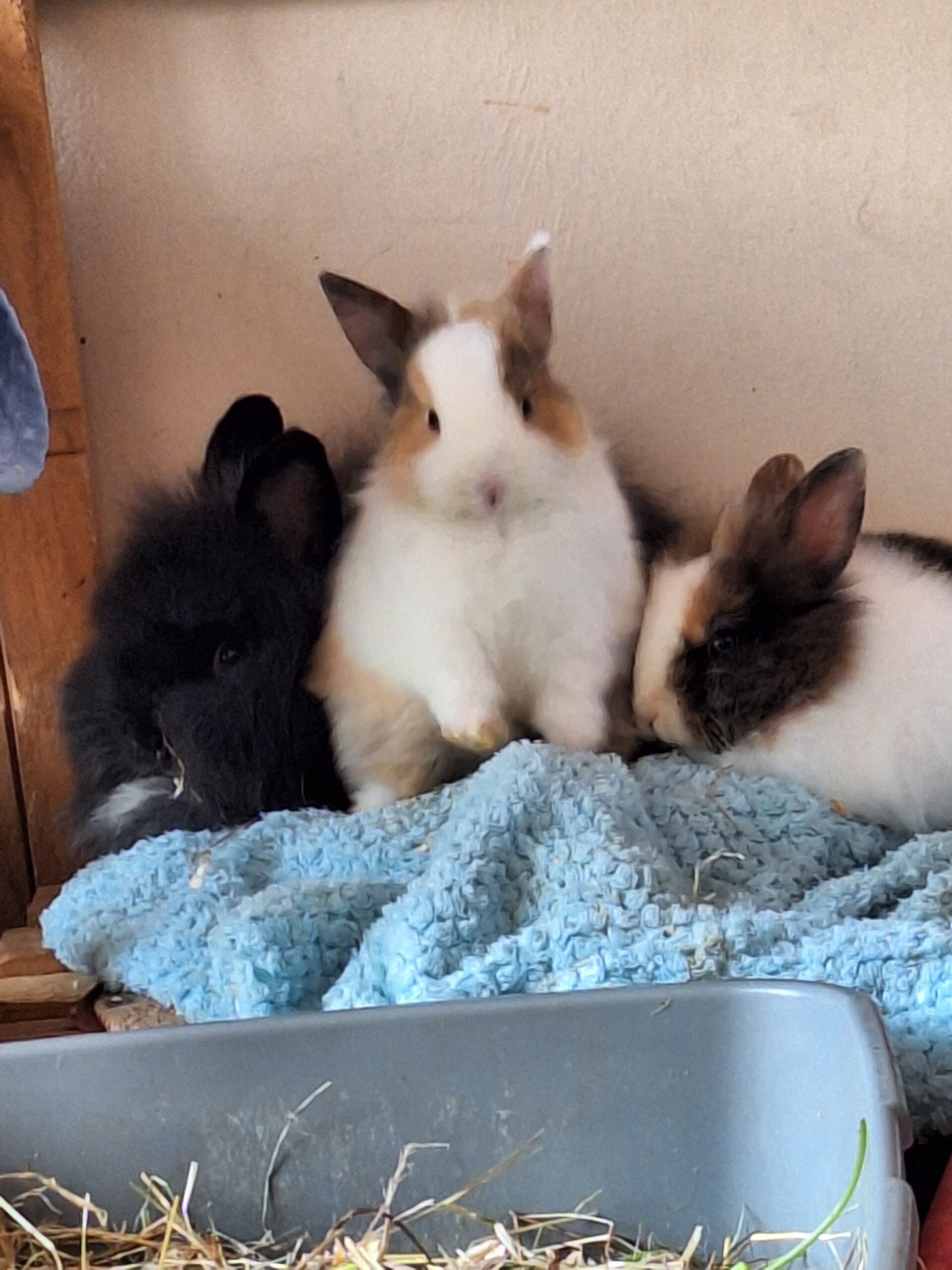 inbound2941932195317776219