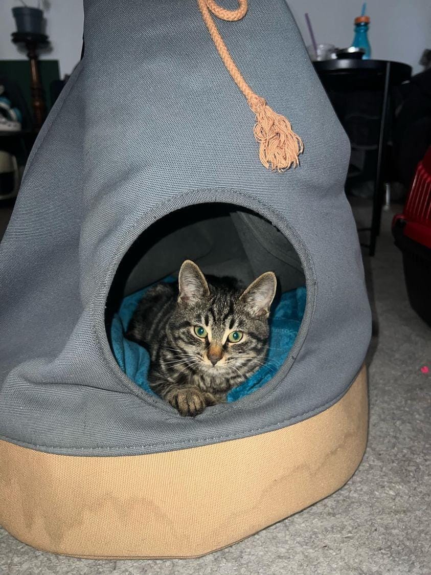 inbound3031565492601739286