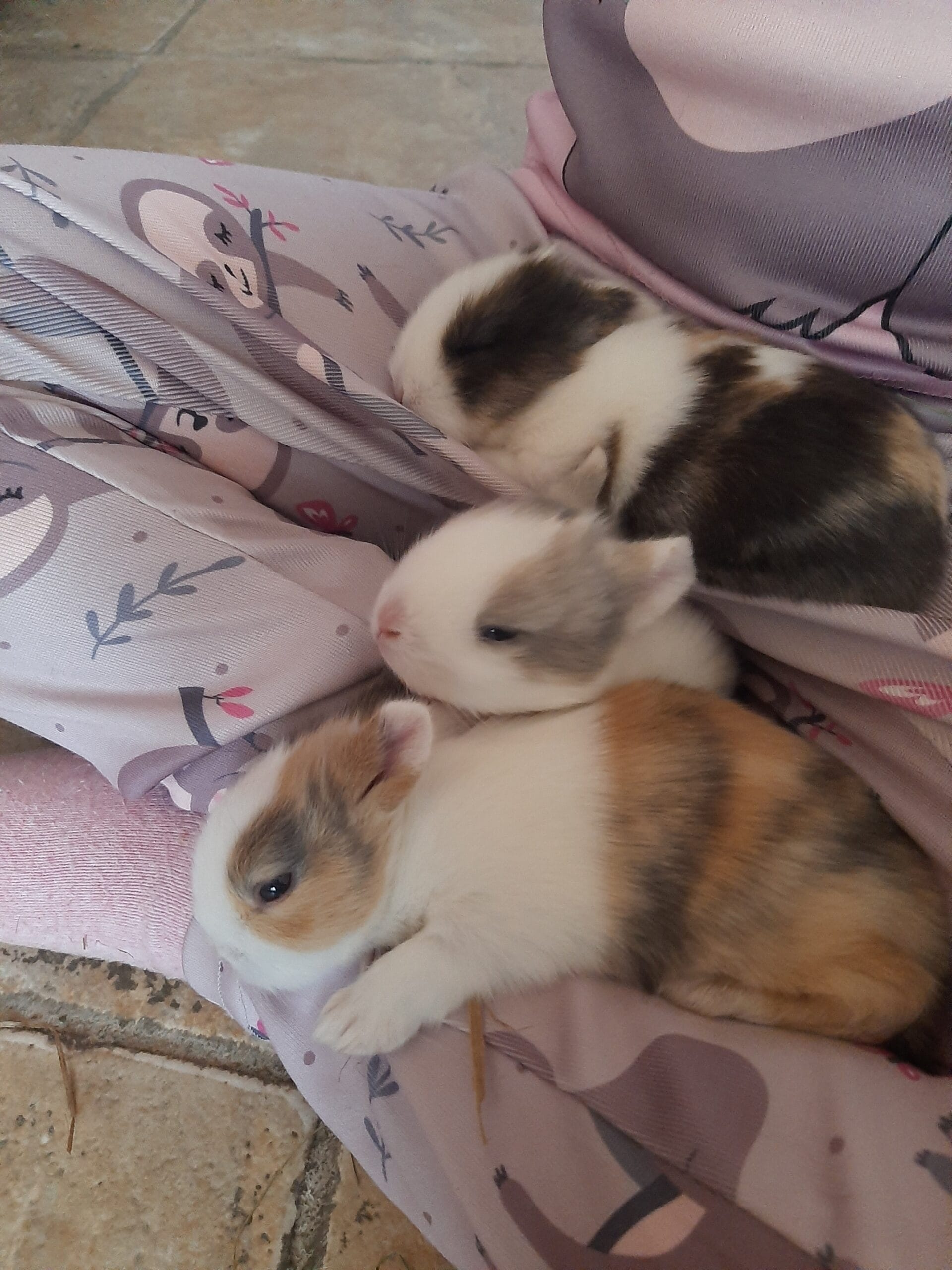 inbound3623593509864825558