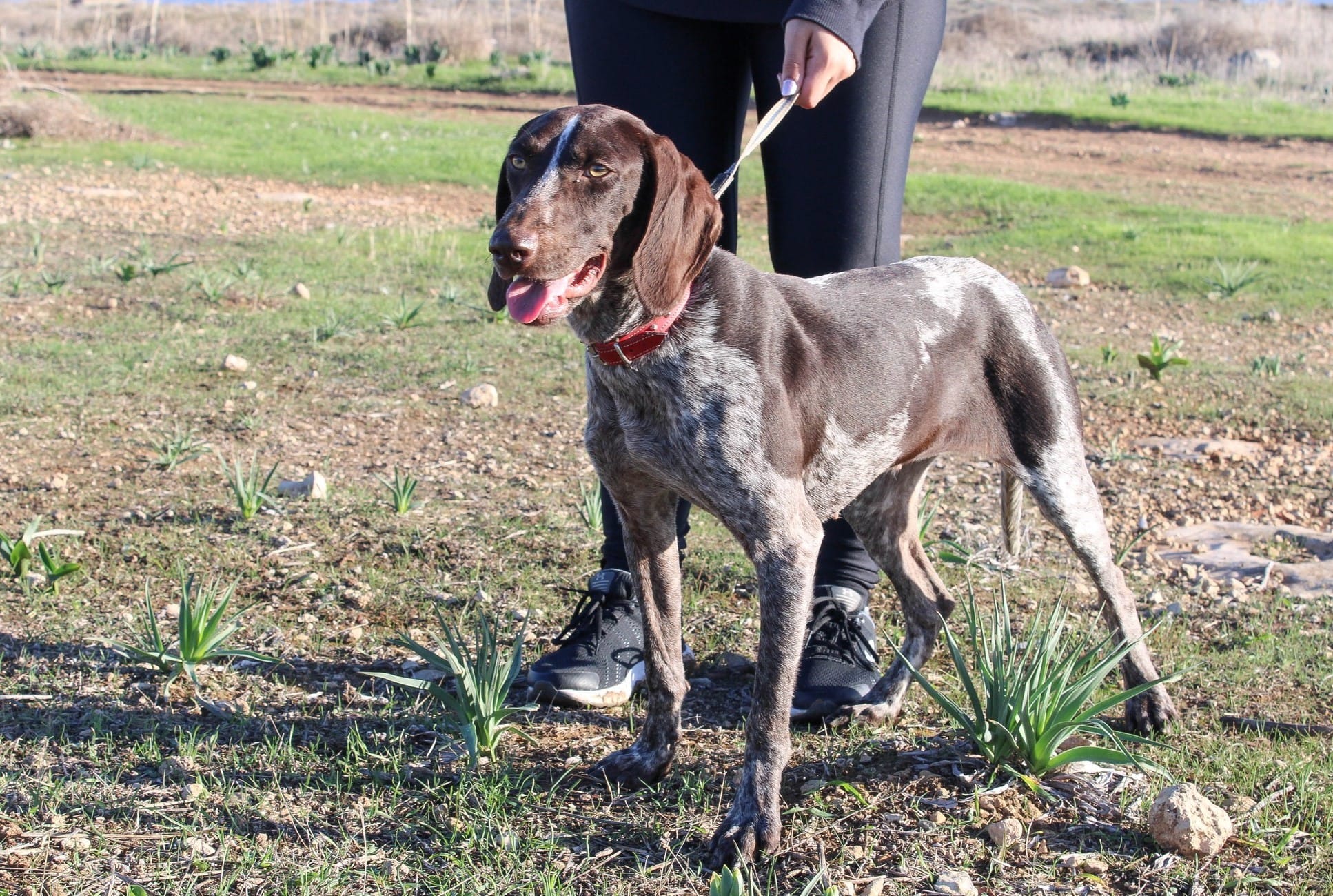 German sales pointer cross