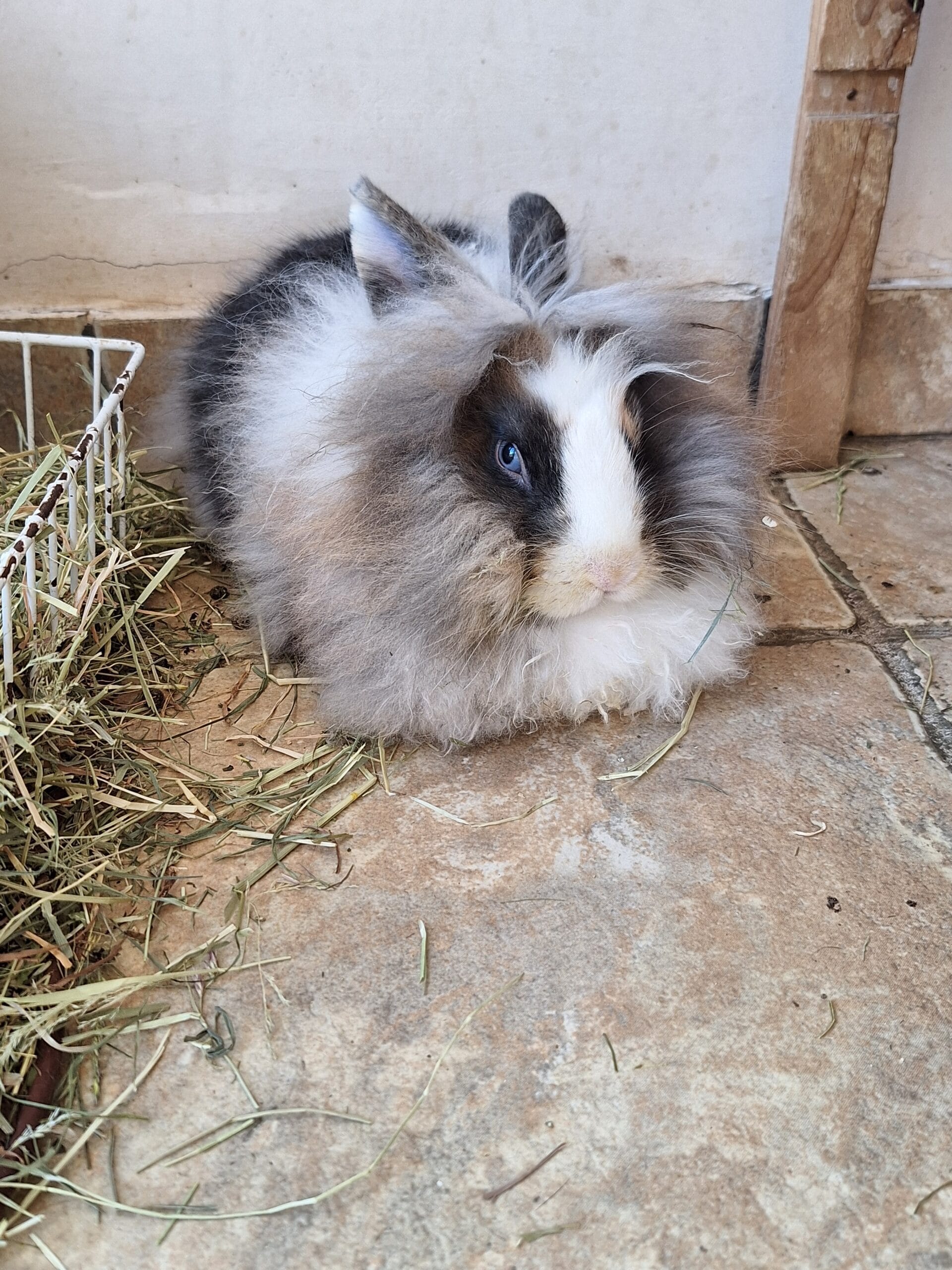 inbound6050702512777199464