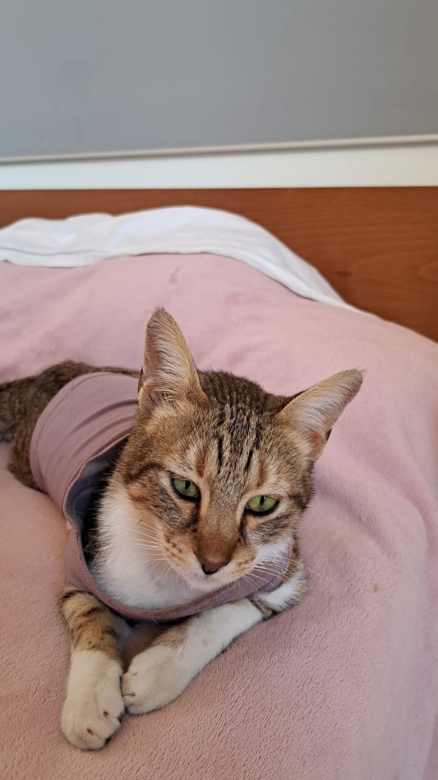 0-02-05-b21c021189eb2d4cc58be3fc7f1260ce2be8fca8d024a38b436ff02ef2d29175_e56107ab0272cf7f