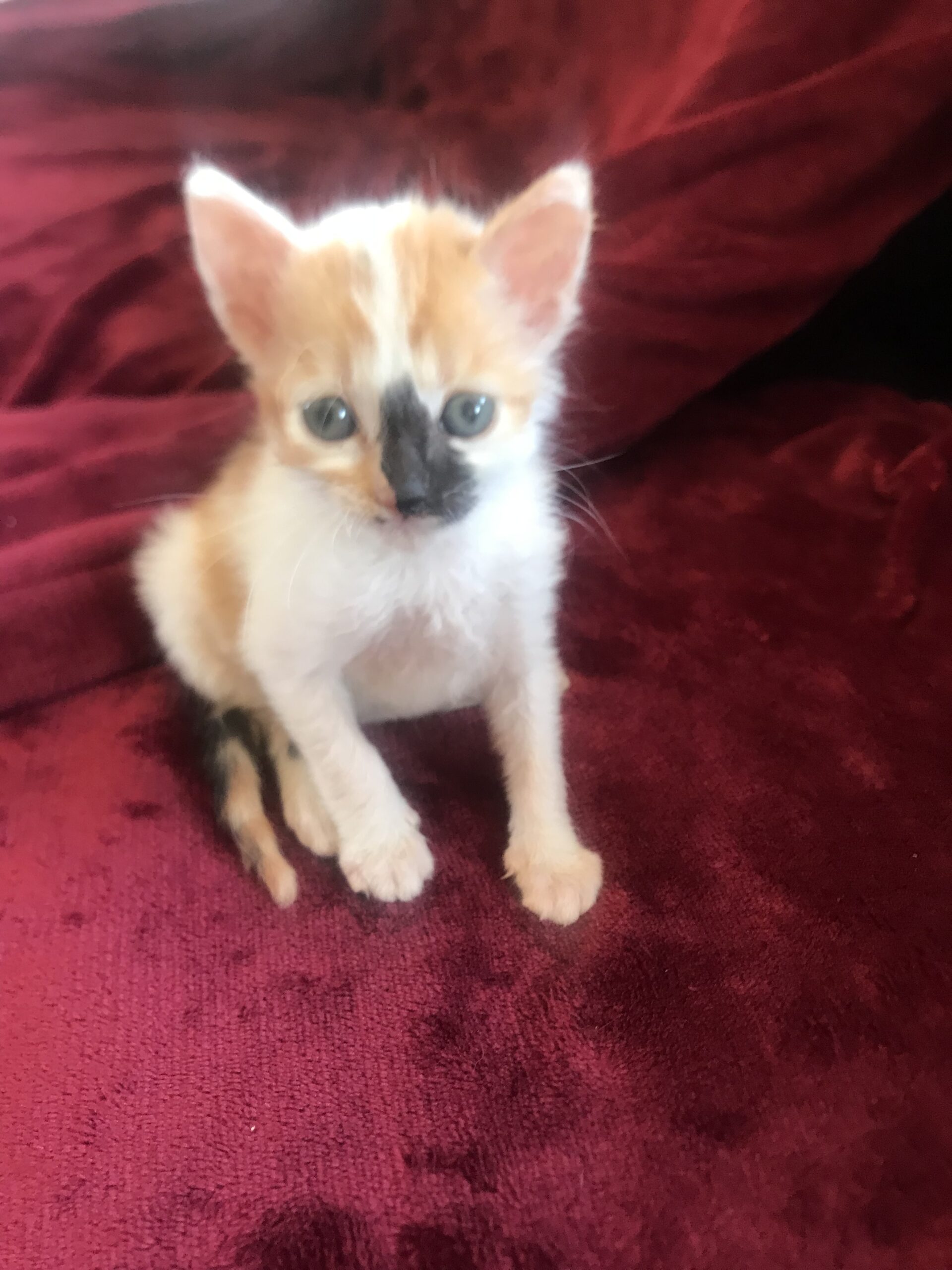 1FD3ADE5-1BB1-421E-9669-C410B66AEC6F