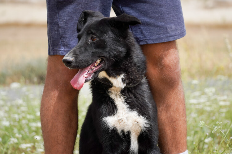 Apollo-border-collie-2-1