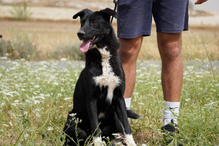 Apollo-border-collie-4-1