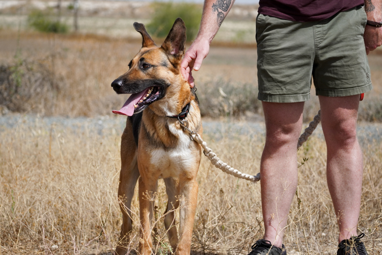 King-german-shepherd-dog-2