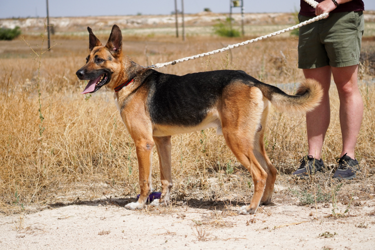 King-german-shepherd-dog-3
