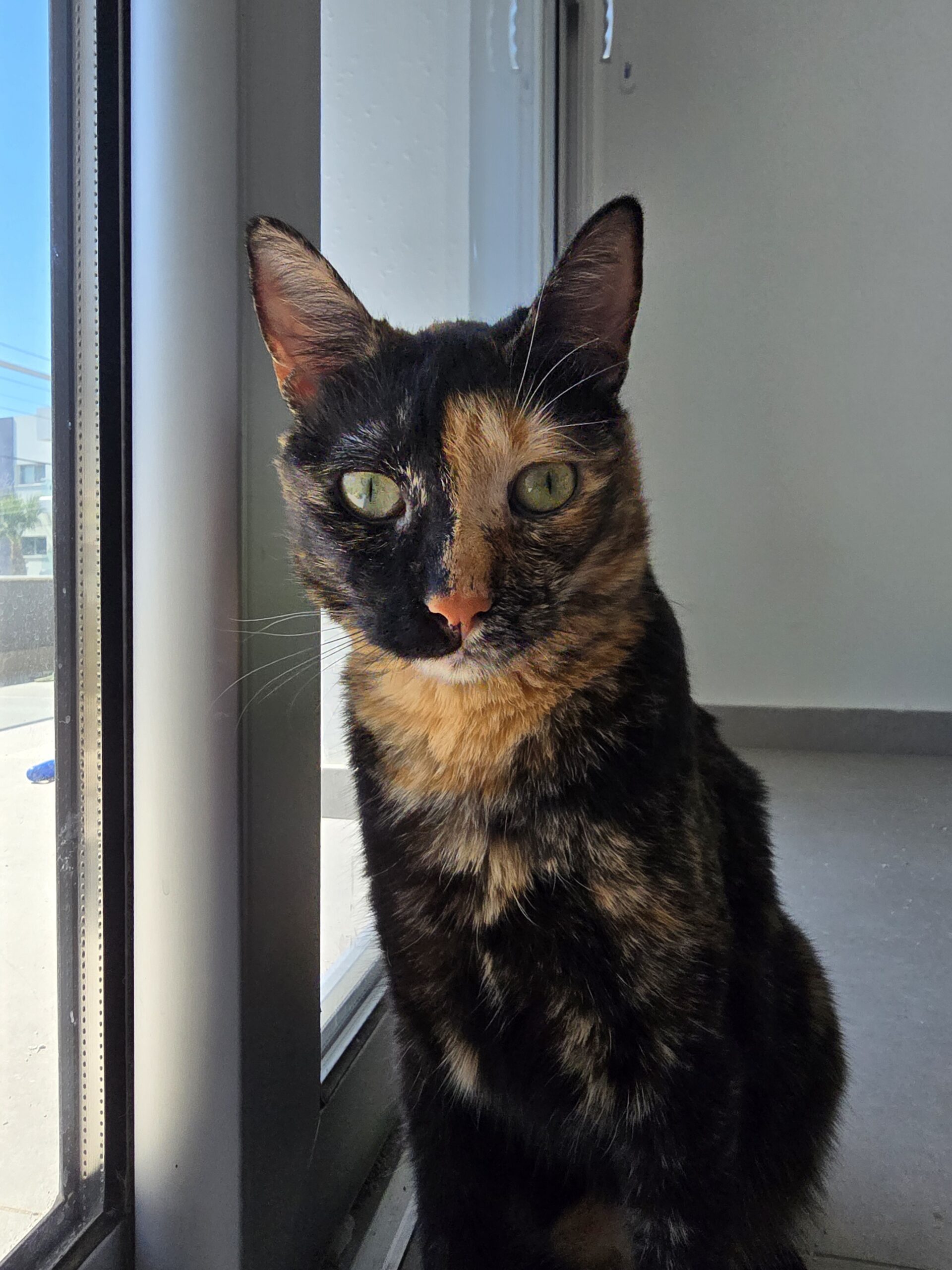 inbound2953984993634102147