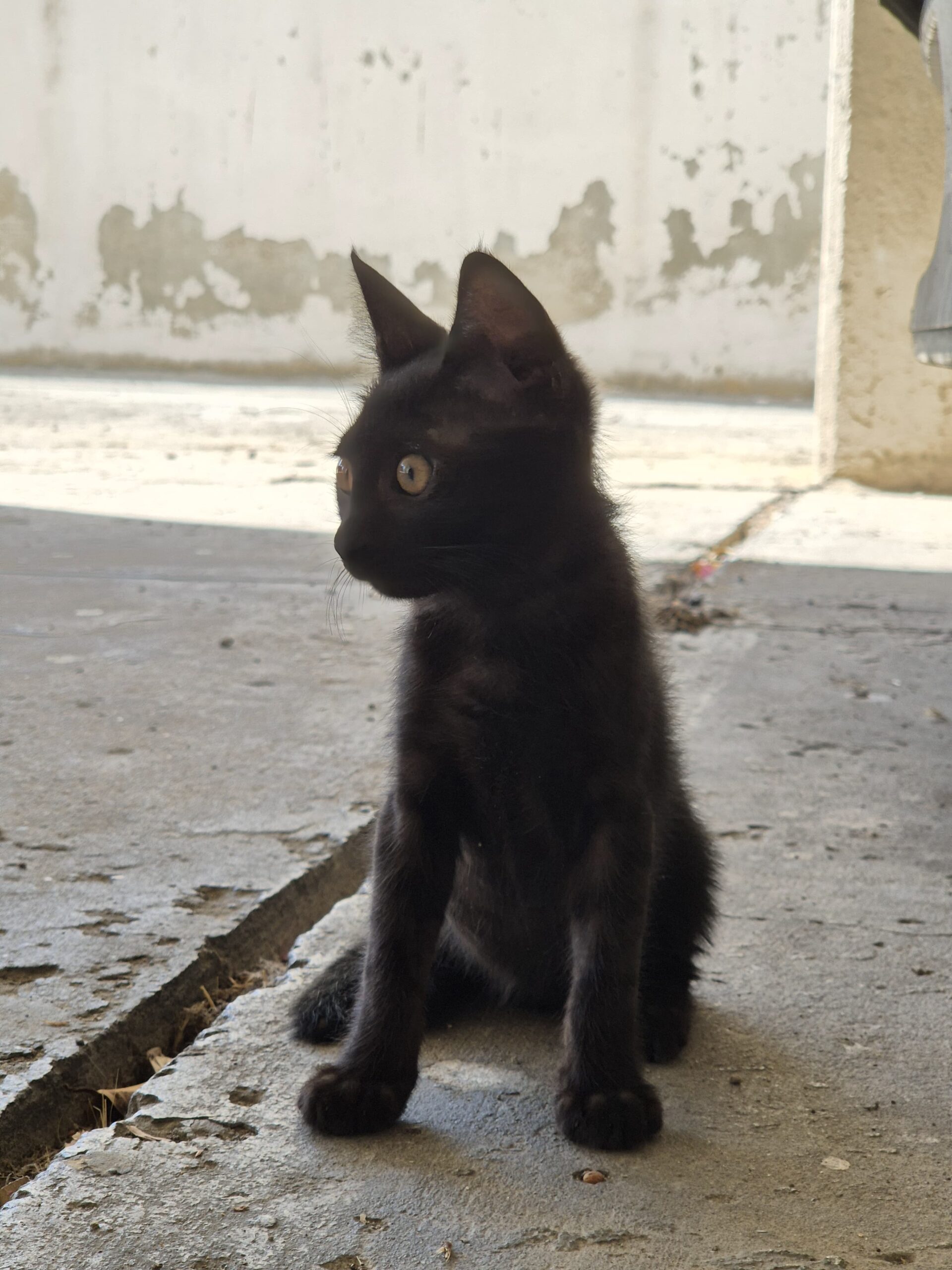 WhatsApp-Image-2024-09-14-at-20.08.46