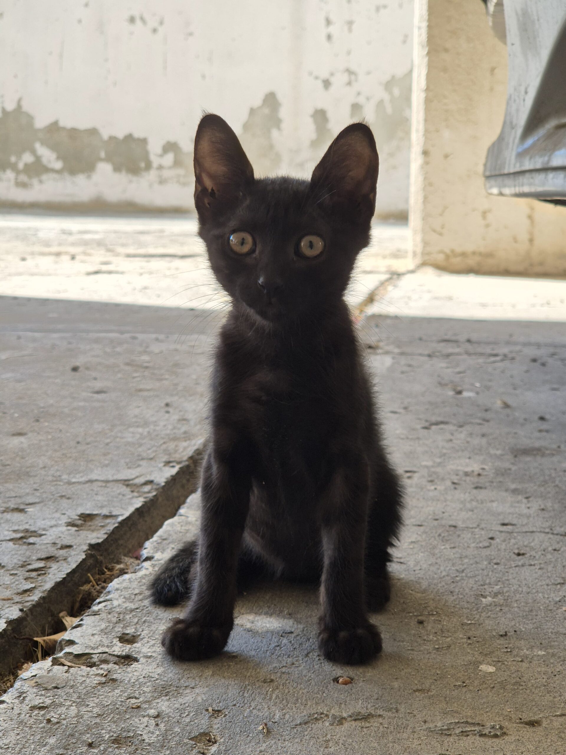 WhatsApp-Image-2024-09-14-at-20.08.50