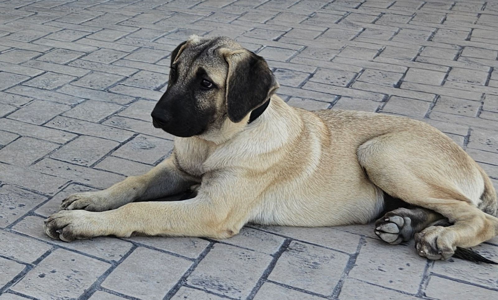 viber_image_2024-09-13_15-15-11-748