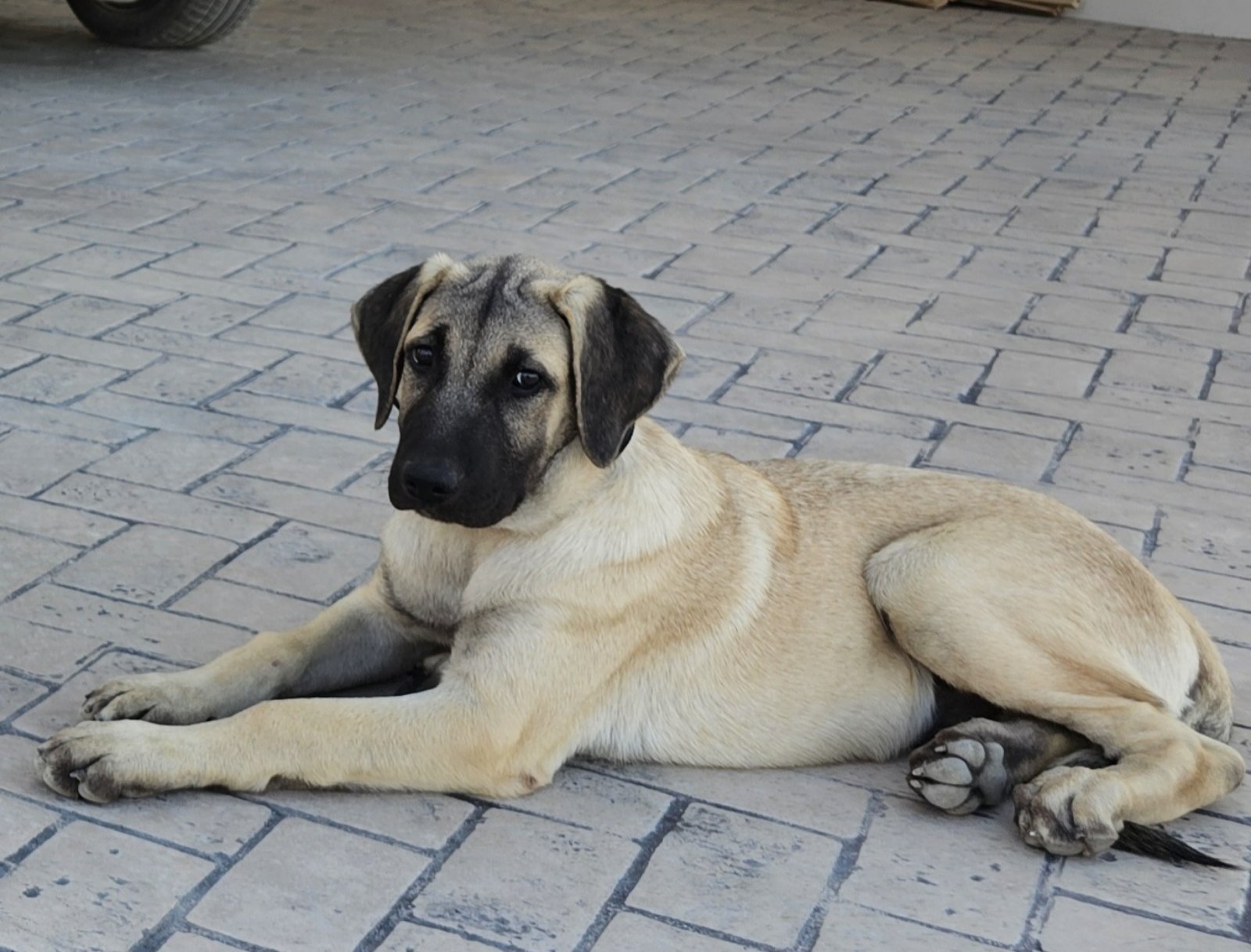 viber_image_2024-09-13_15-15-11-763