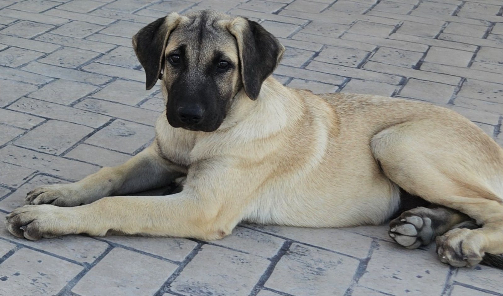 viber_image_2024-09-13_15-15-11-779