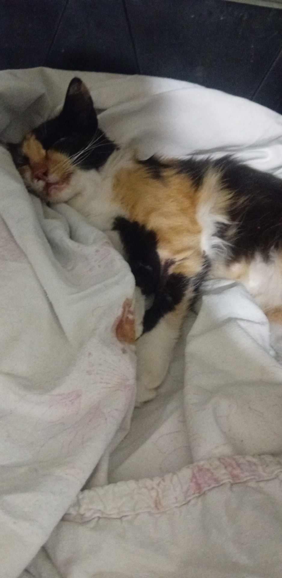 Messenger_creation_B8469EA9-F389-4E9B-B730-64BE16FEF596