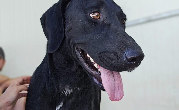 Sally-labrador-pointer-4