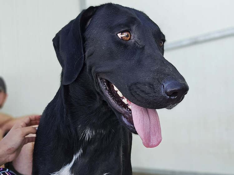 Sally-labrador-pointer-4