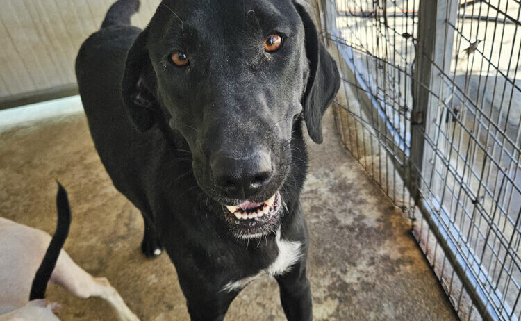 Sally-labrador-pointer