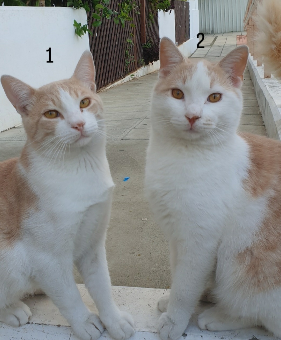 inbound1949735584713805286