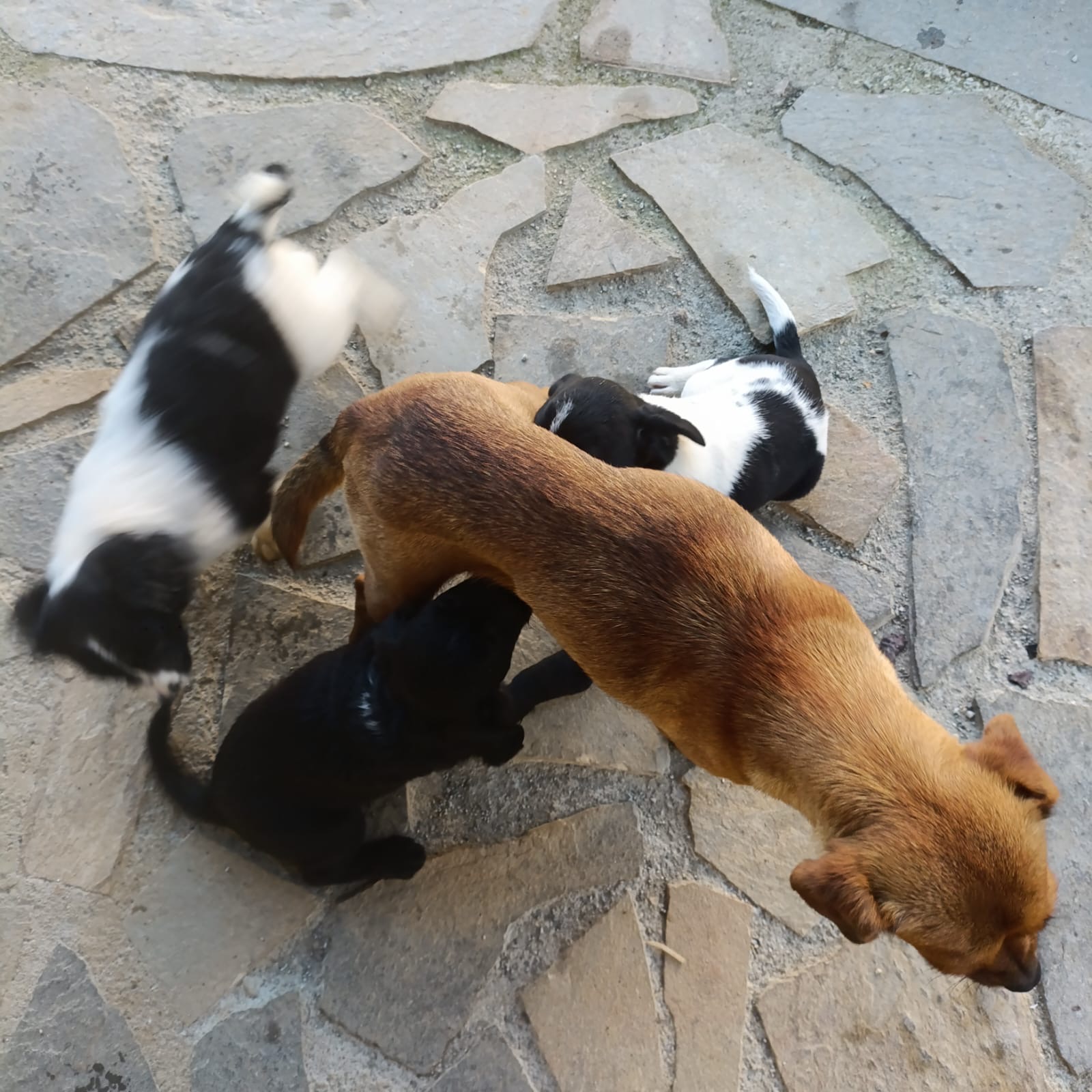 6755a25f-b34f-4518-aa9b-a800bd352ad8