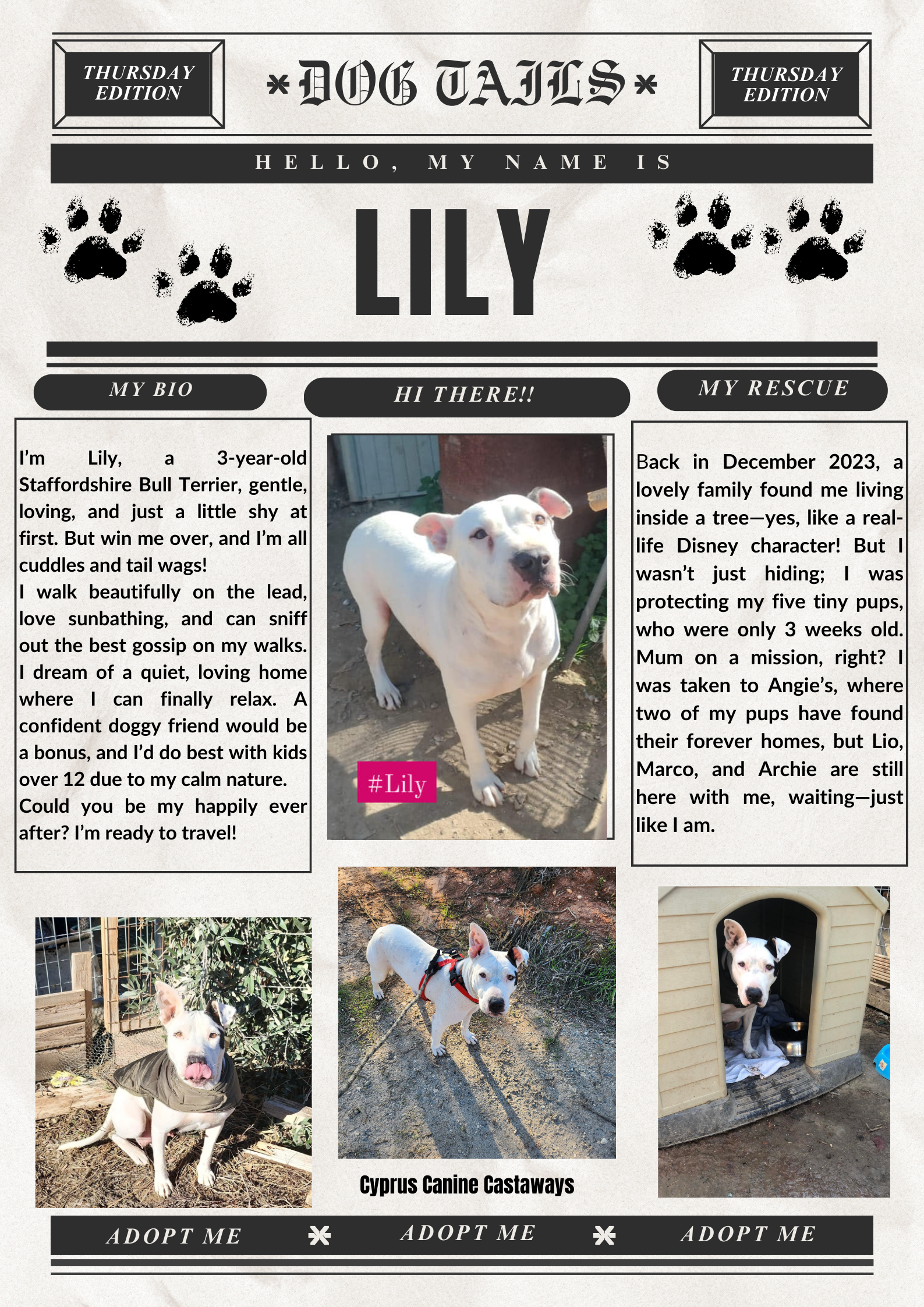 LilyBULLETIN-