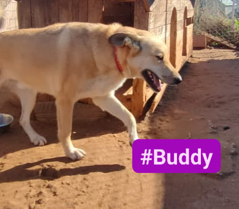 buddy6