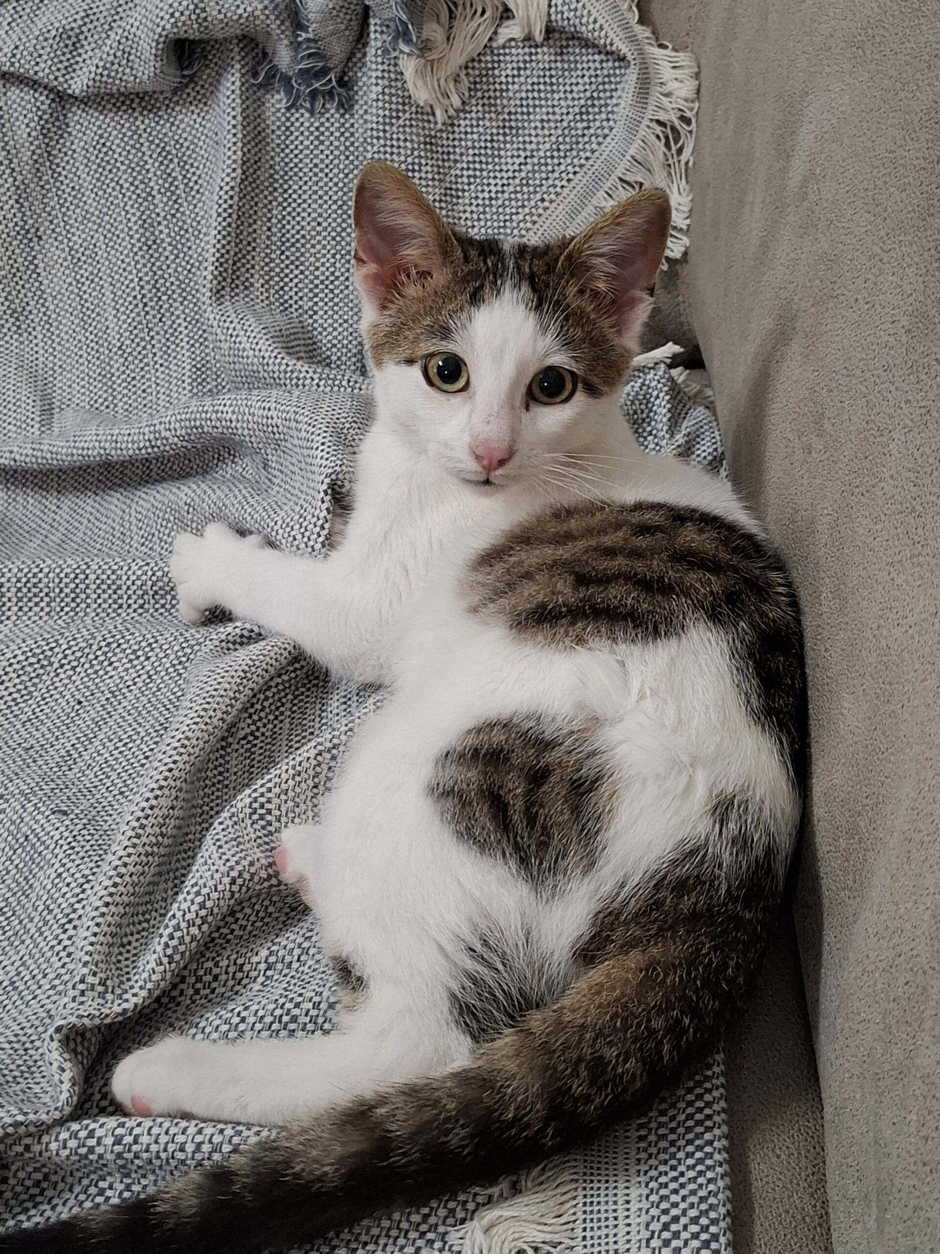 inbound229469375007990725