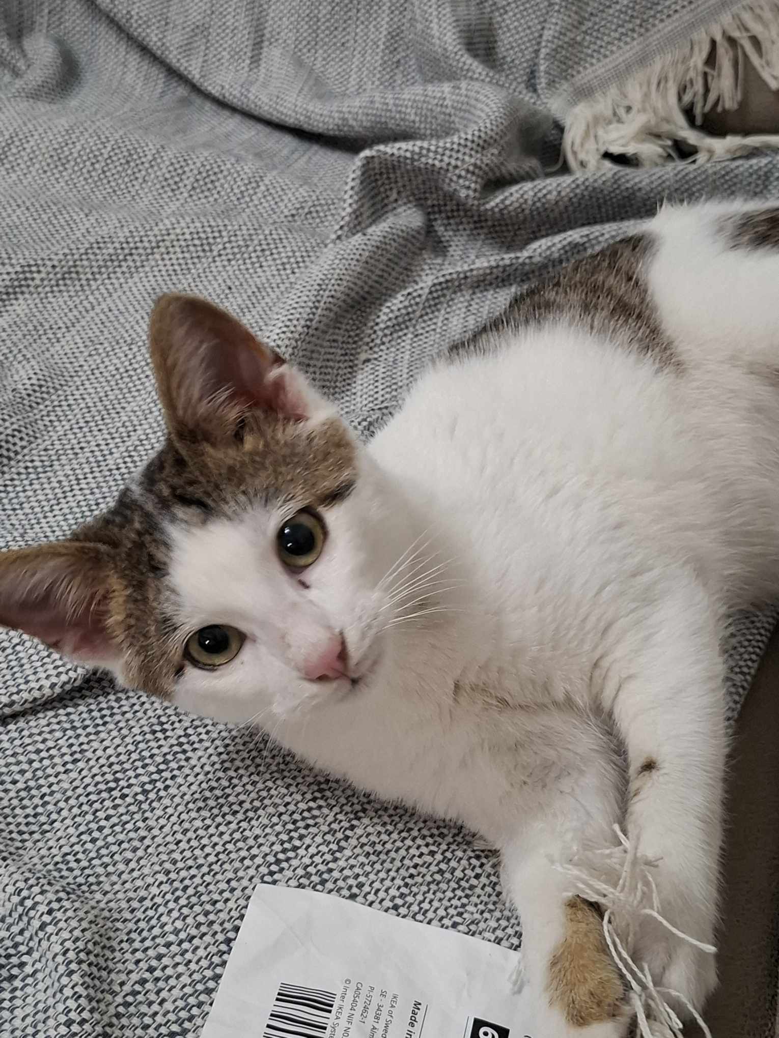 inbound4646452288167219582