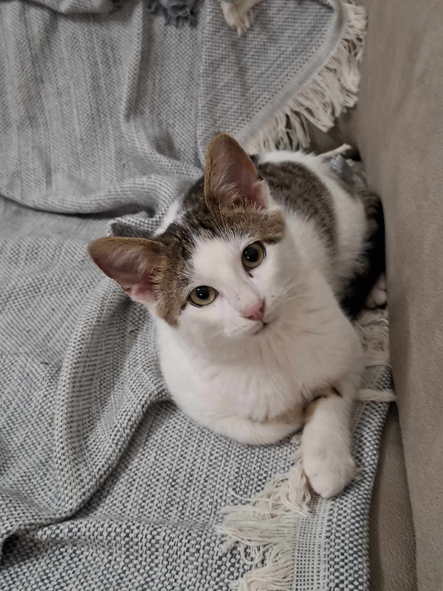 inbound7377306519700005198