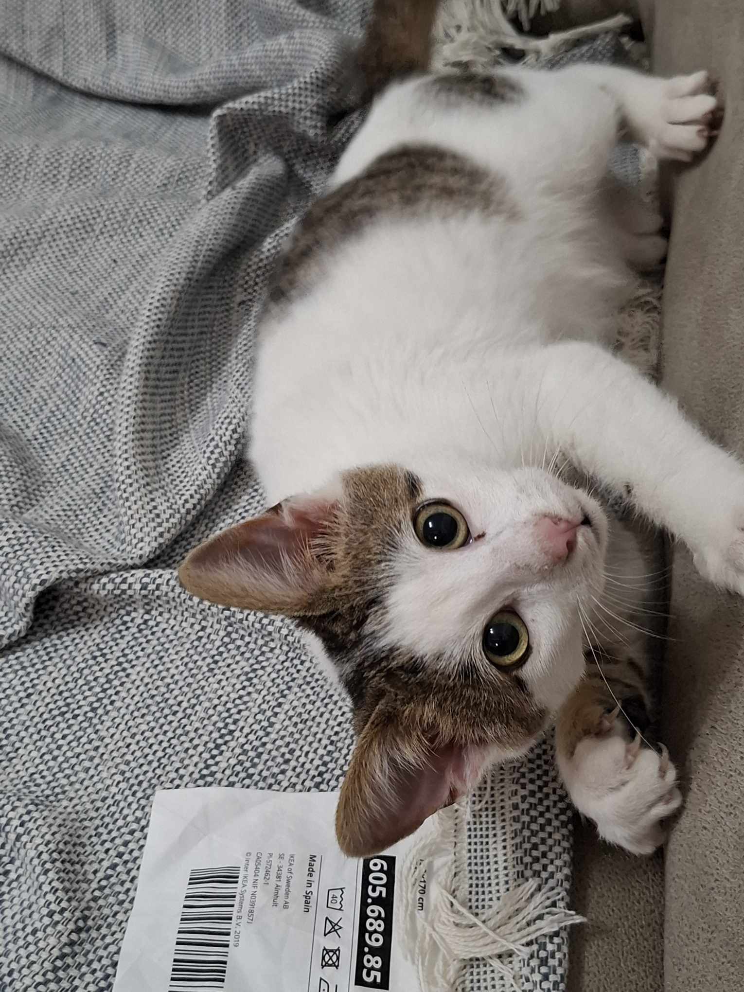 inbound8988517592316664335