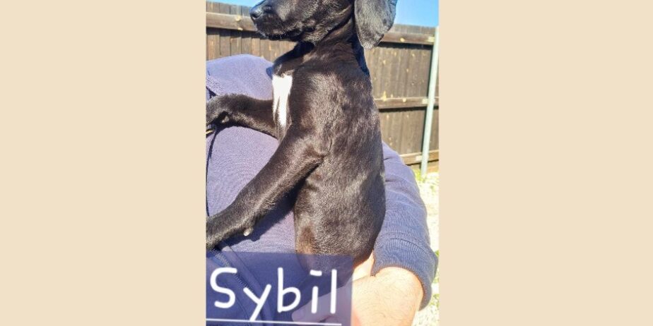 sybil