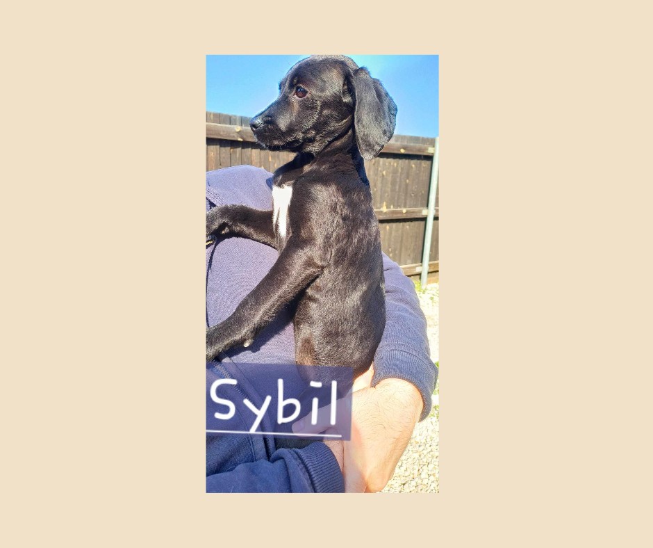 sybil