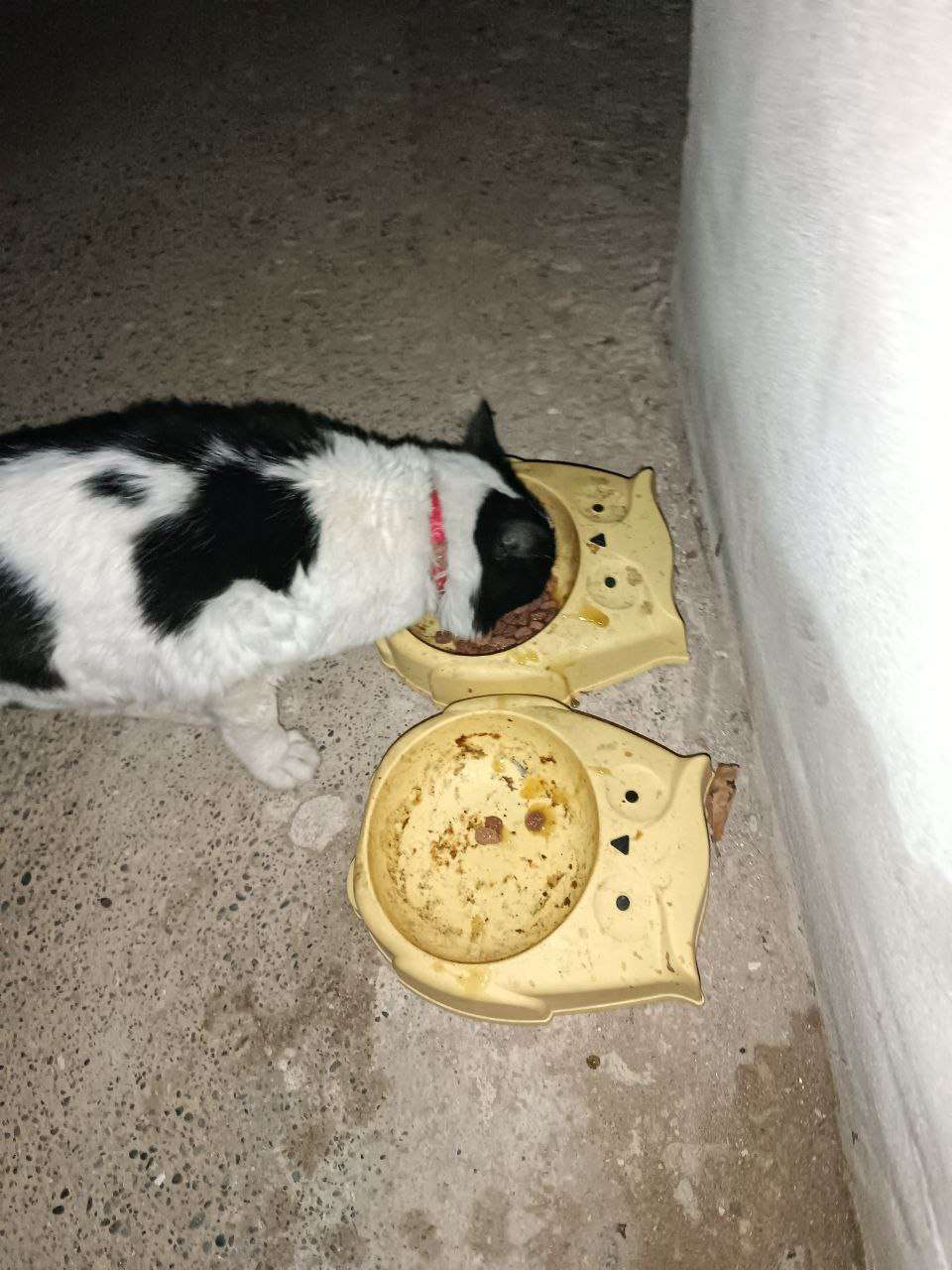 6017006078413359788_121