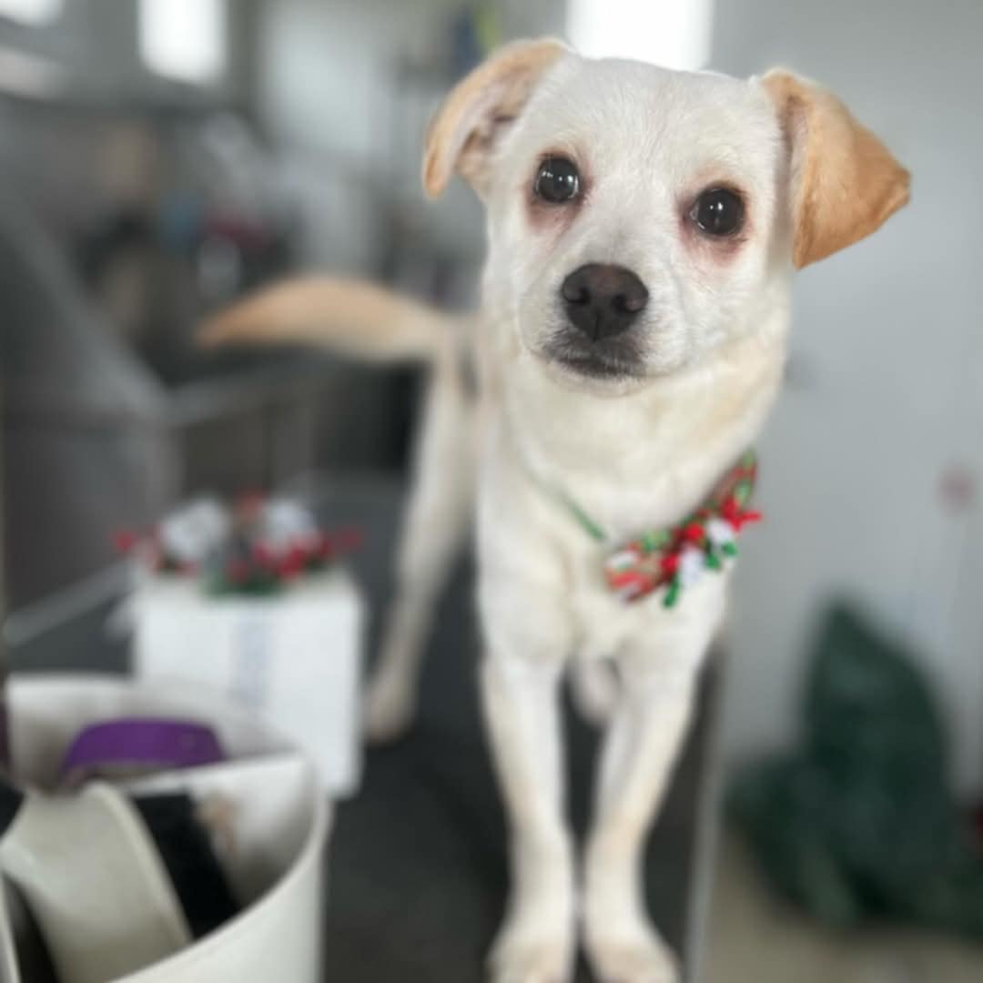 inbound3888851416707620980