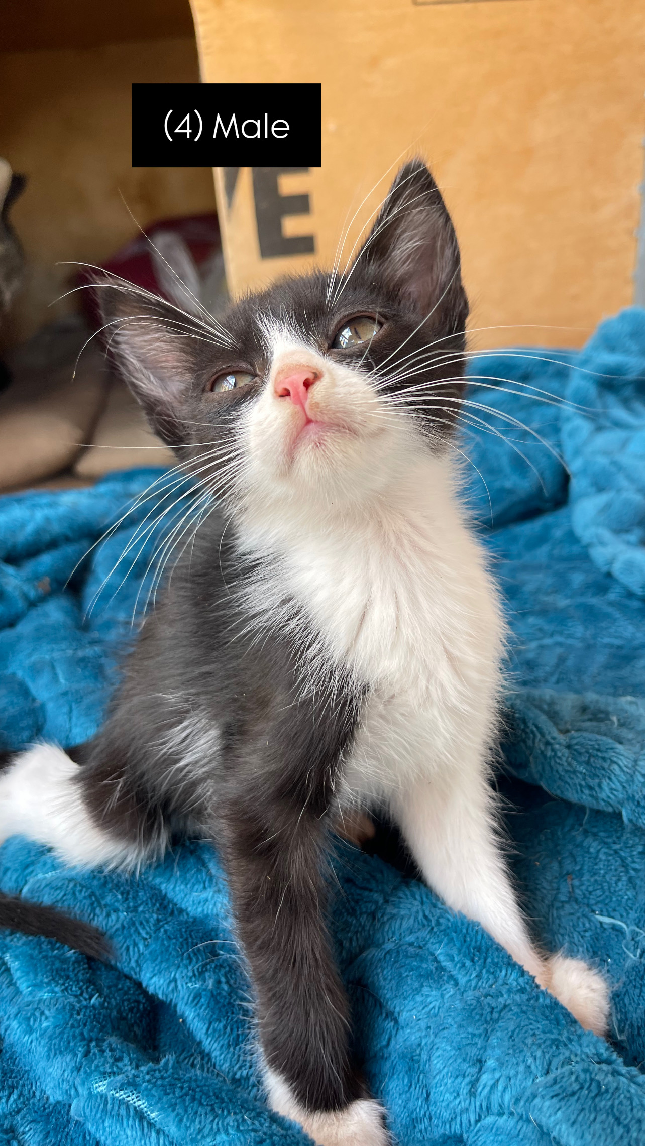 CDD92E7D-413D-4850-8B8E-A615211642BD