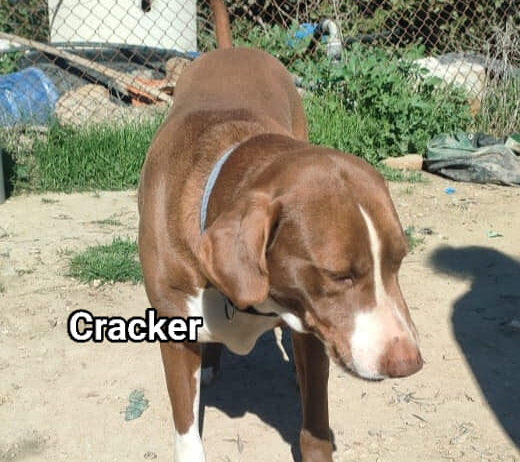 CRACKER