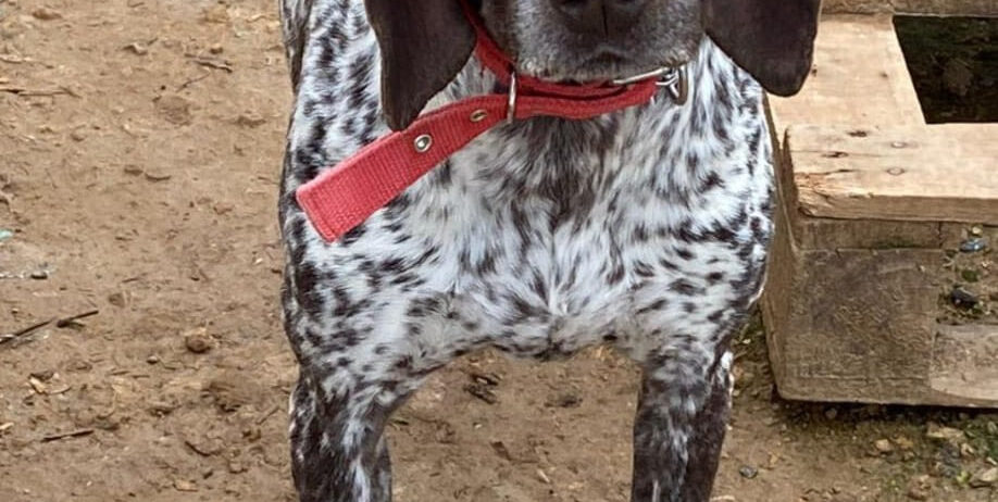Duchess