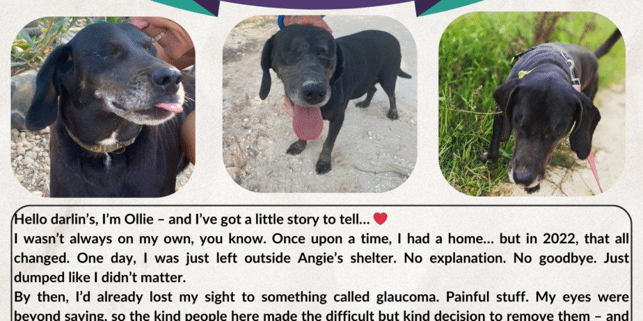 OLLIE-BULLETIN