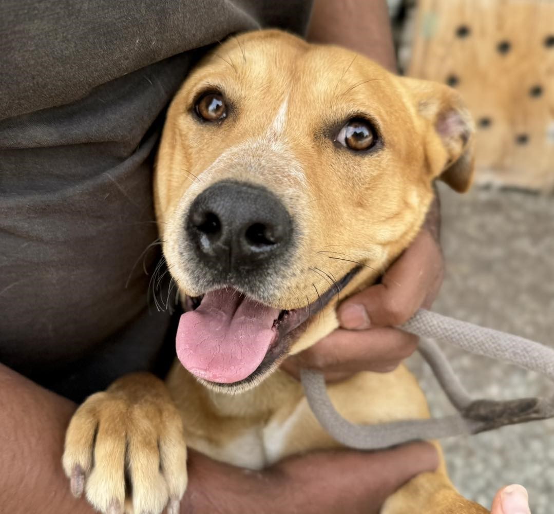 508177226_725884339954746_8955954519676994916_n