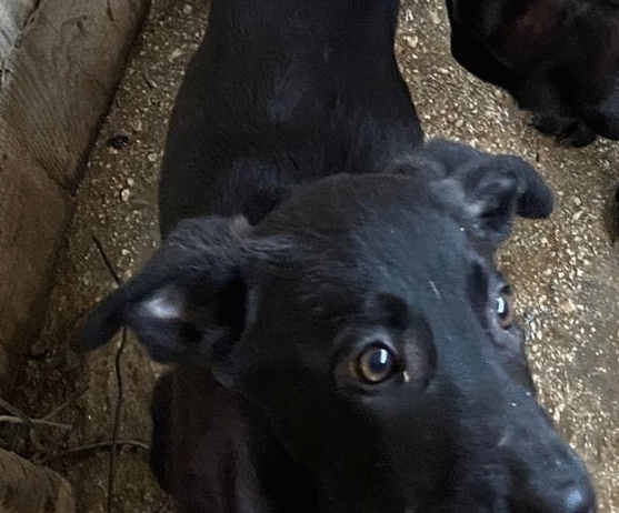 KOHL
